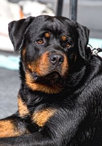 Rottweiler bei der Super Cup Show in Gröbern am See. Foto (c) D. Günther, 2015.