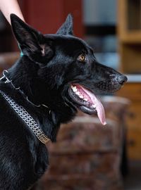 Deutscher Schäferhund. Foto (c) D. Günther, 2015.