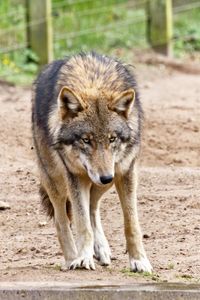 Europäischer Grauwolf im Zoo Eberswalde. Foto (c) D. Günther, 2016.