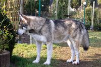 Tschechoslowakischer Wolfhund-Mix. Foto (c) D. Guenther, 2024. Tschechoslowakischer Wolfhund-Mix. Foto (c) D. Guenther, 2024.