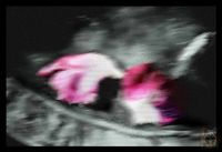 Παροδικότητα II / 2020 / DA2020C08